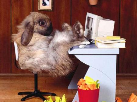 un petit lapin