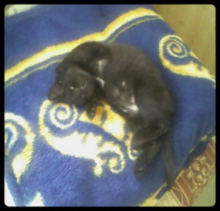 je vous présente caline mon petit chaton